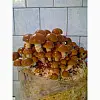 Грибной блок Mine Pholiota nameko Китайский Опенок 20 см (hub_vlvgms)