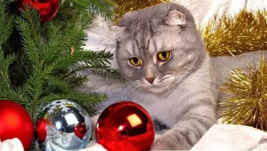 фотографія коти на Новий рік
