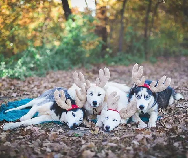 зображення ідеї новорічних фото з собаками