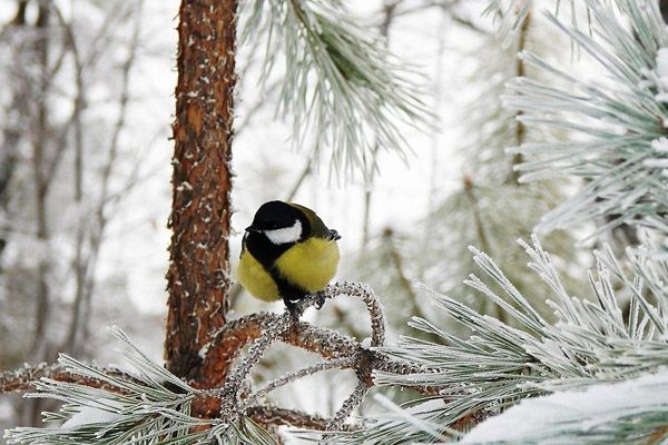 зображення грудневі прикмети