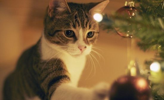 зображення кошенята на Новий рік