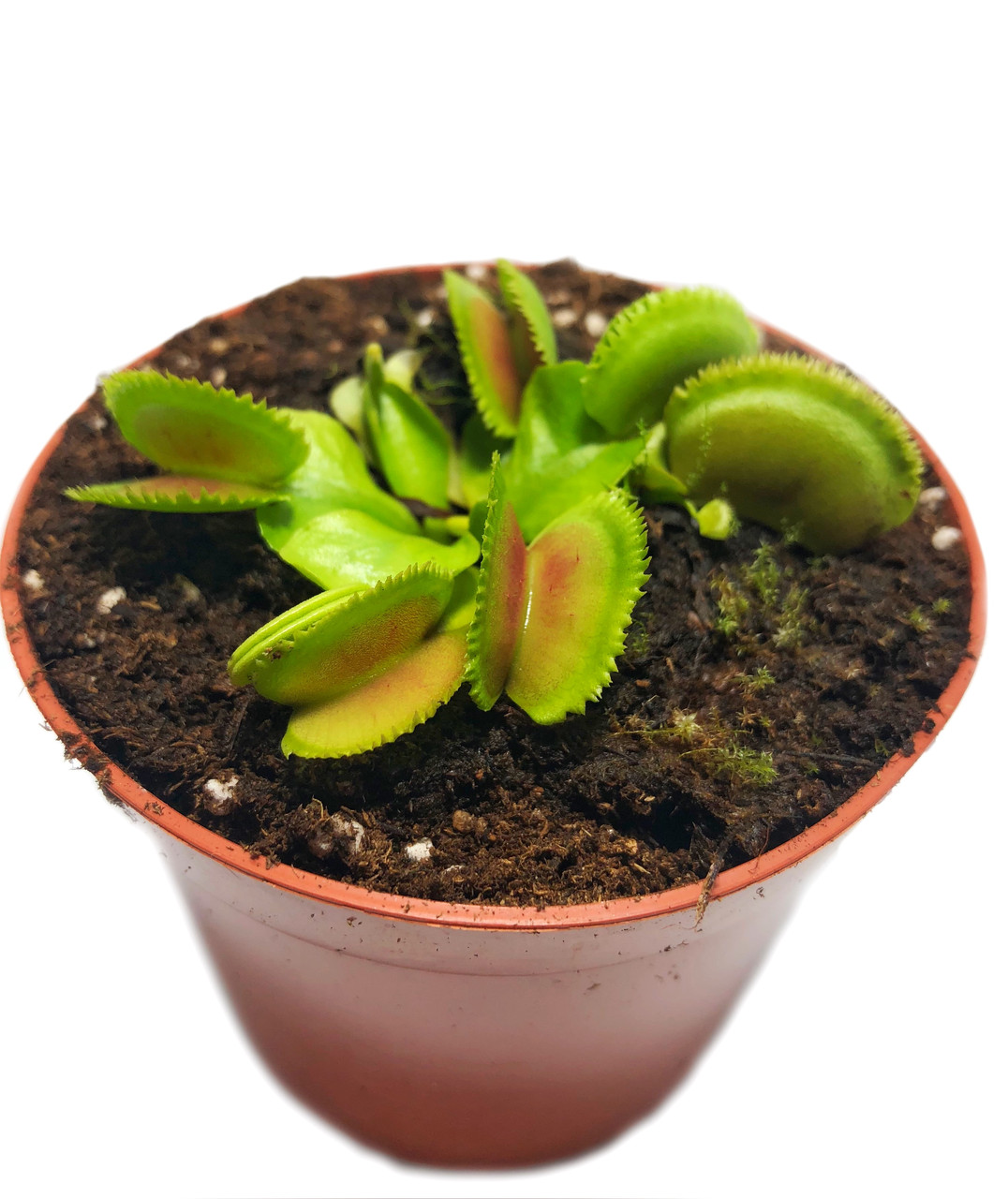 Растение Хищник Венерина мухоловка Дентата AlienPlants Dionaea ...
