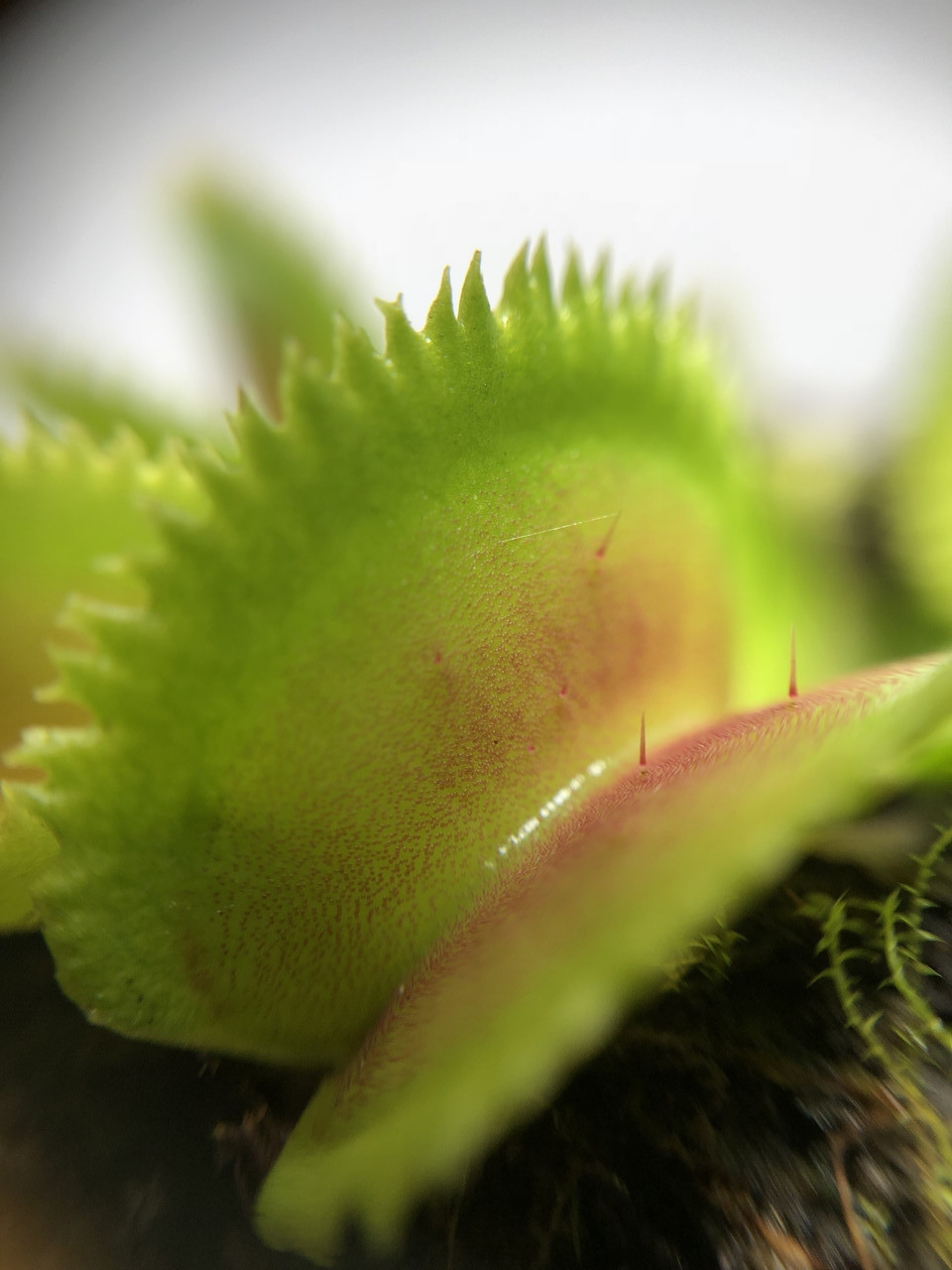Растение Хищник Венерина мухоловка Дентата AlienPlants Dionaea ...