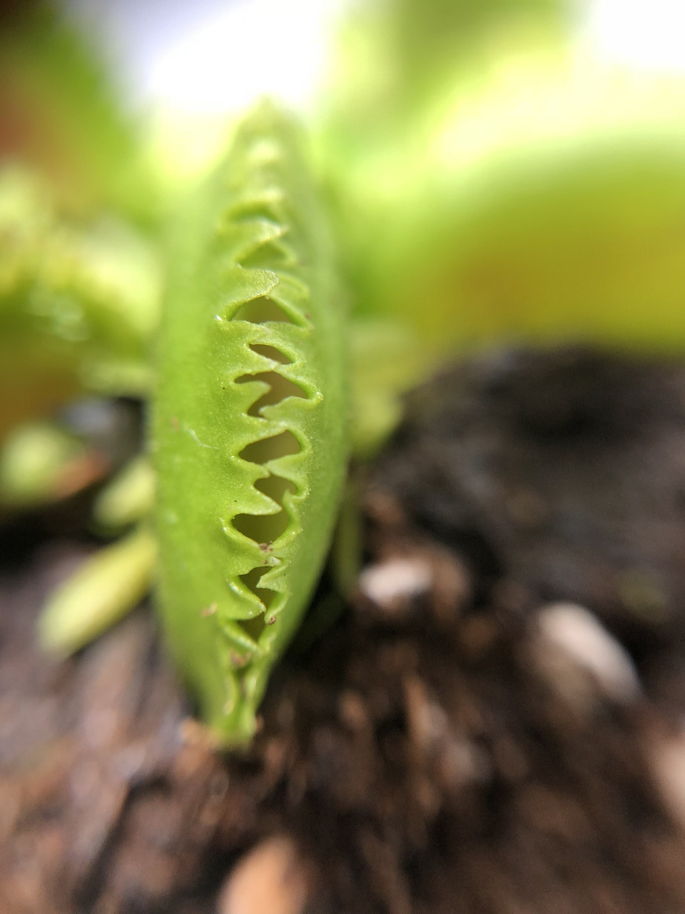 Растение Хищник Венерина мухоловка Дентата AlienPlants Dionaea ...